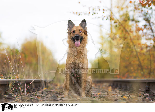 Harzer Fuchs / Harz Fox / JEG-02088