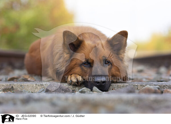 Harzer Fuchs / Harz Fox / JEG-02090