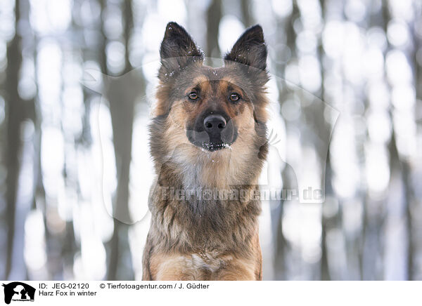 Harz Fox in winter / JEG-02120