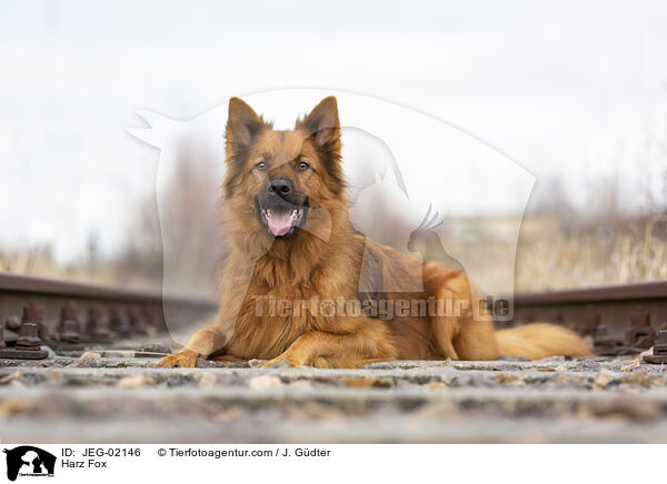 Harzer Fuchs / Harz Fox / JEG-02146