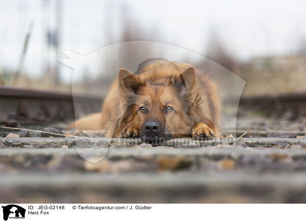Harzer Fuchs / Harz Fox / JEG-02148