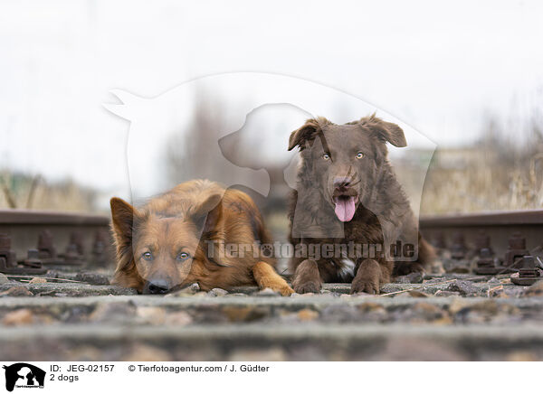 2 dogs / JEG-02157