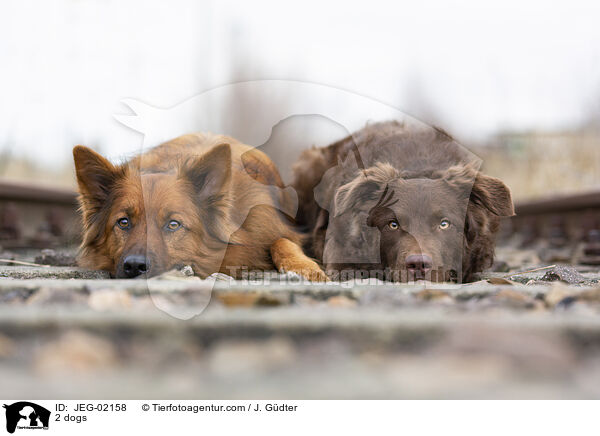 2 Hunde / 2 dogs / JEG-02158