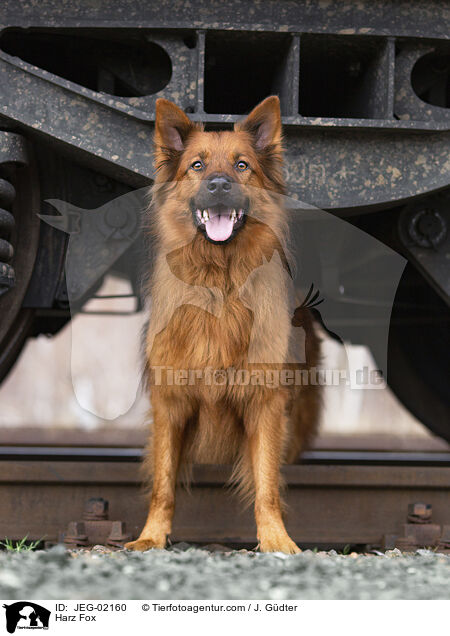 Harzer Fuchs / Harz Fox / JEG-02160