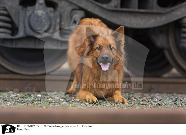 Harzer Fuchs / Harz Fox / JEG-02162