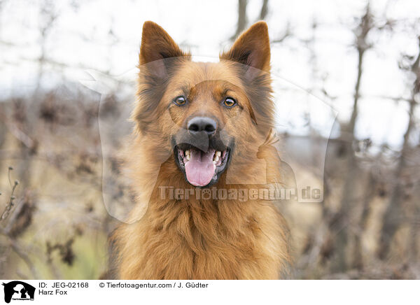 Harz Fox / JEG-02168