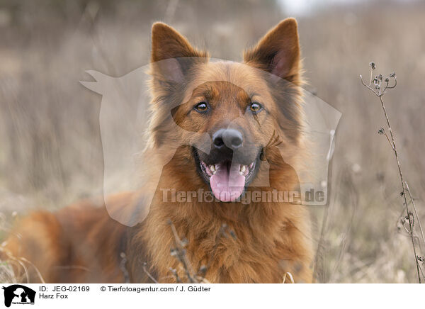 Harz Fox / JEG-02169