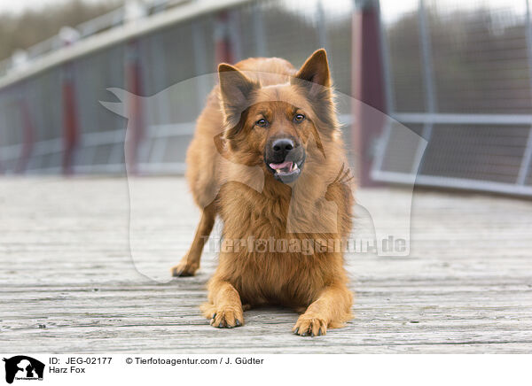 Harzer Fuchs / Harz Fox / JEG-02177