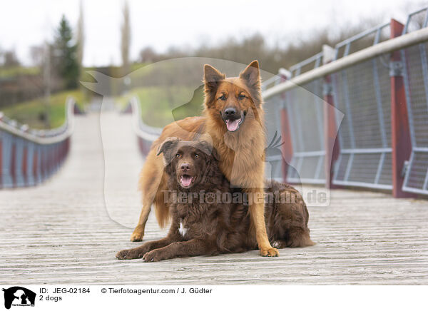 2 dogs / JEG-02184