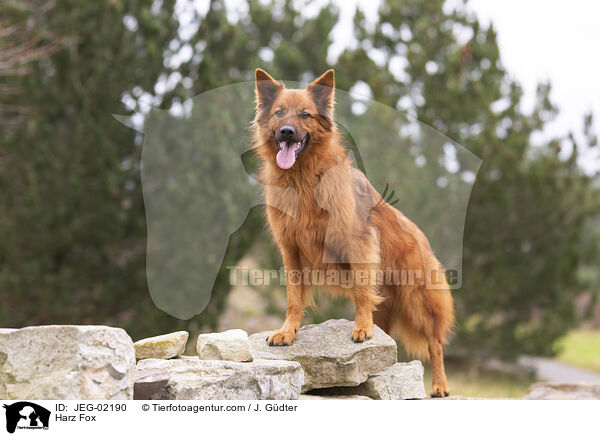 Harz Fox / JEG-02190