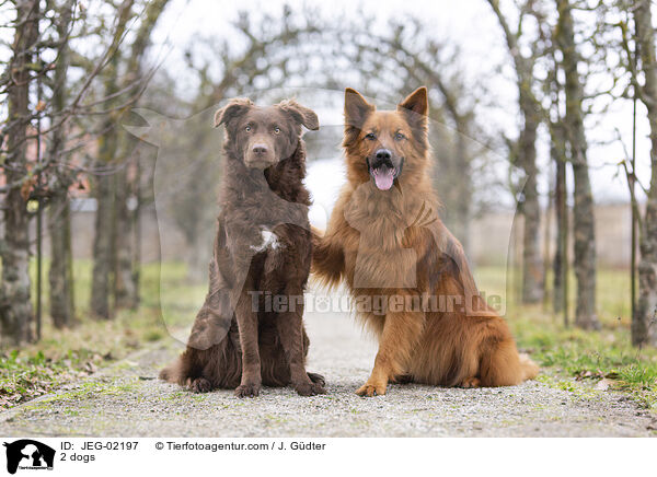 2 dogs / JEG-02197