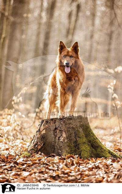 Harzer Fuchs in autumn / JAM-03846
