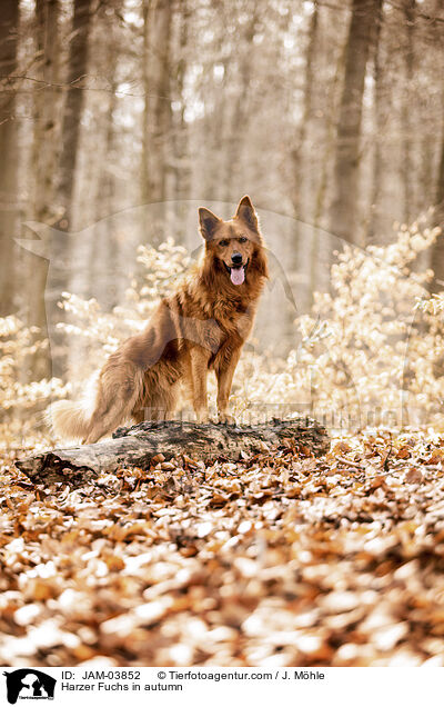 Harzer Fuchs in autumn / JAM-03852