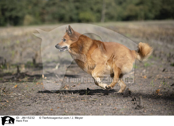Harz Fox / JM-15232