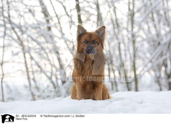 Harz Fox / JEG-02434