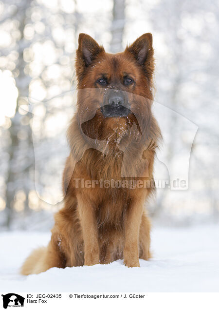 Harz Fox / JEG-02435