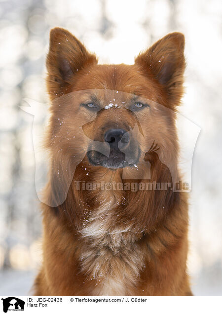 Harz Fox / JEG-02436
