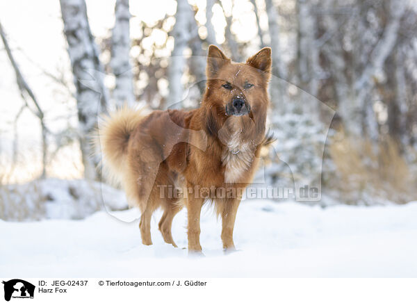 Harz Fox / JEG-02437