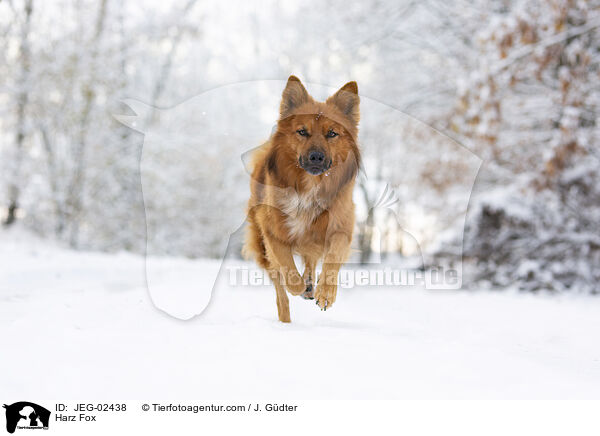 Harz Fox / JEG-02438