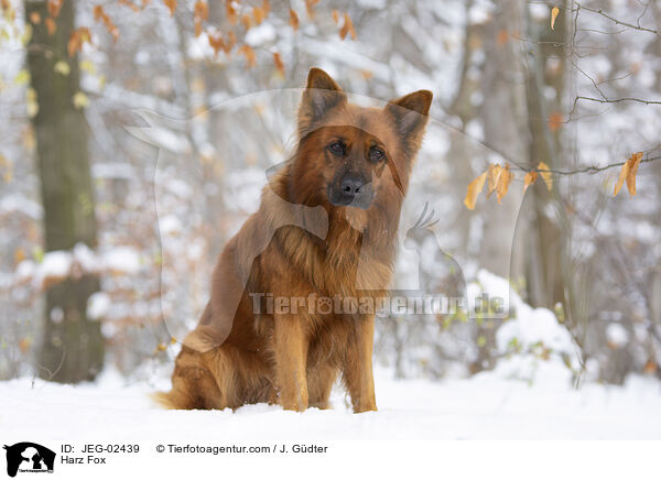 Harz Fox / JEG-02439