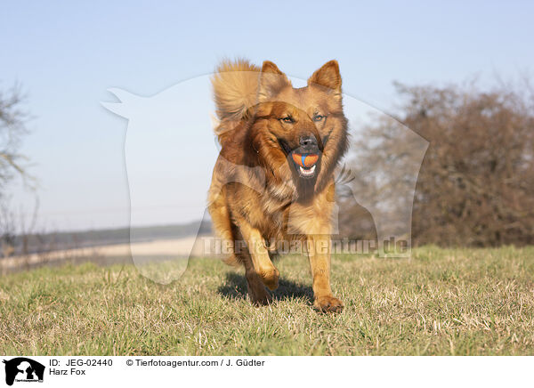 Harz Fox / JEG-02440
