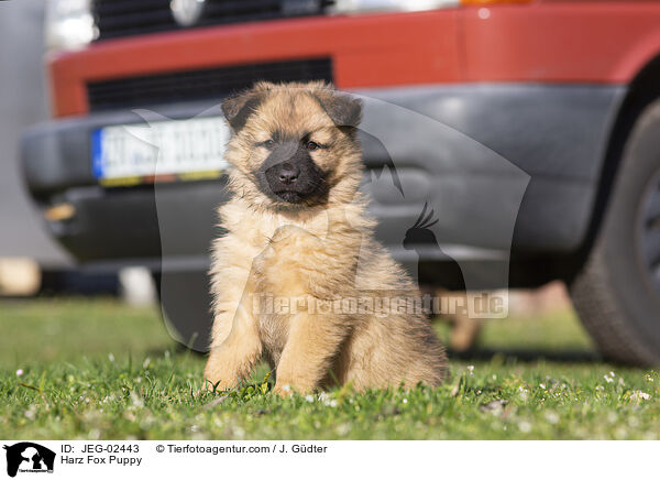Harz Fox Puppy / JEG-02443