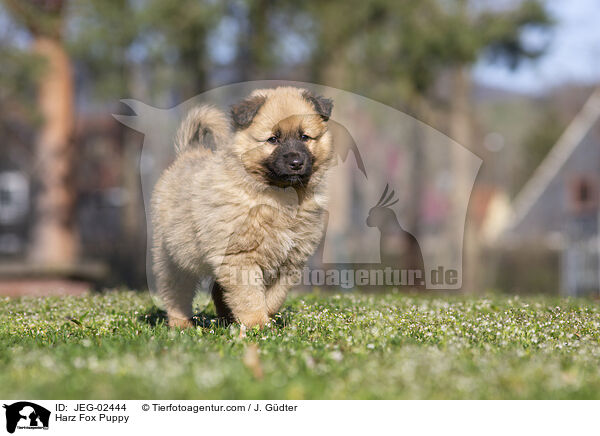 Harz Fox Puppy / JEG-02444