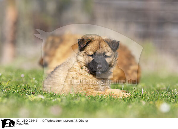 Harz Fox / JEG-02446