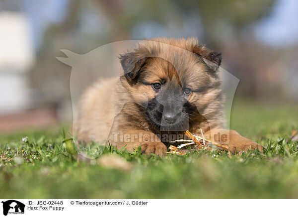 Harz Fox Puppy / JEG-02448