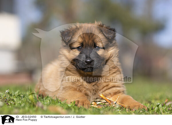 Harz Fox Puppy / JEG-02450