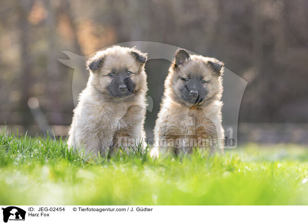 Harz Fox / JEG-02454