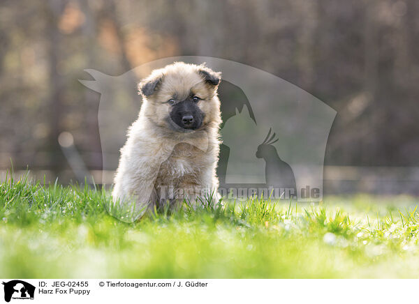 Harz Fox Puppy / JEG-02455