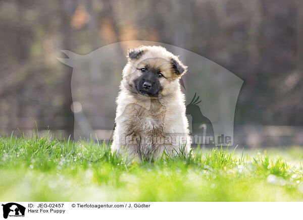 Harz Fox Puppy / JEG-02457
