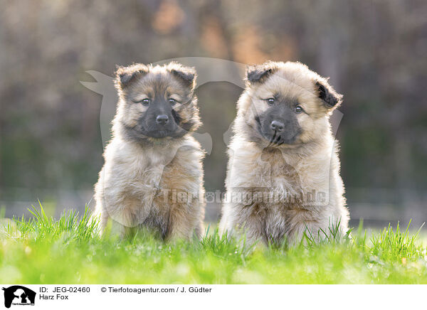 Harz Fox / JEG-02460