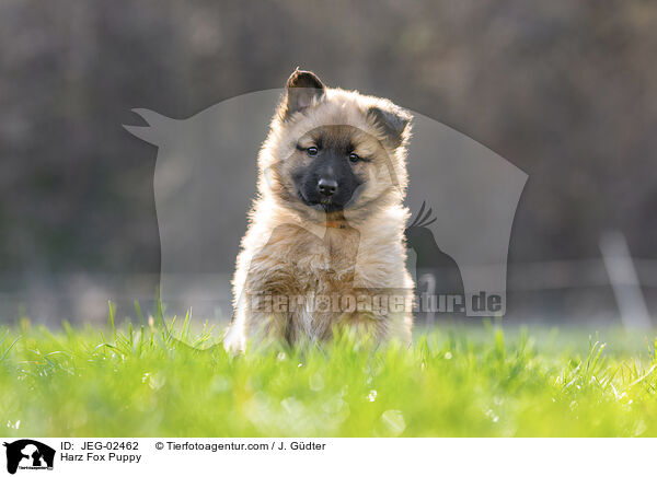 Harz Fox Puppy / JEG-02462