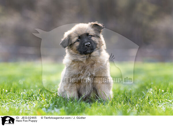 Harz Fox Puppy / JEG-02465