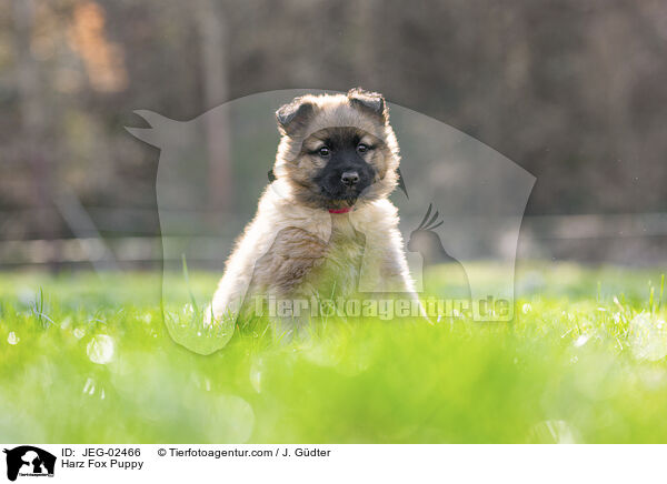 Harz Fox Puppy / JEG-02466