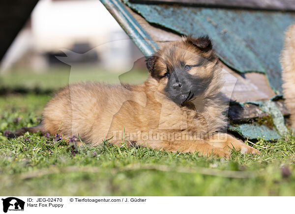 Harz Fox Puppy / JEG-02470