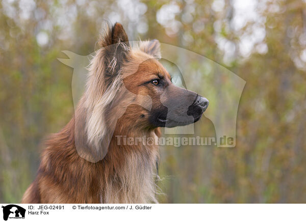 Harz Fox / JEG-02491