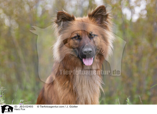 Harz Fox / JEG-02493