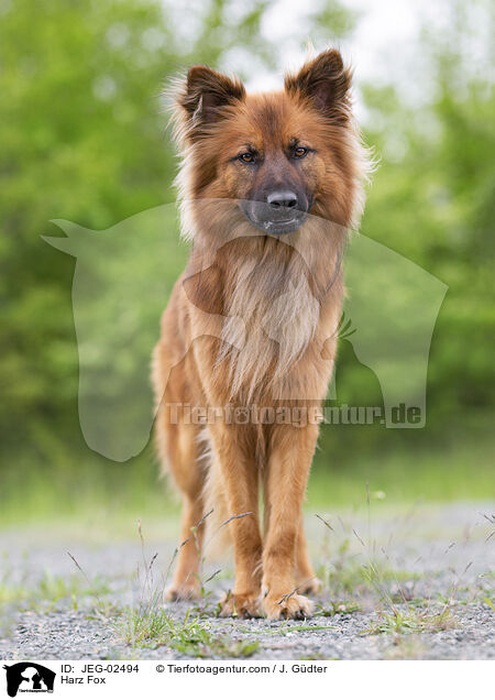 Harz Fox / JEG-02494