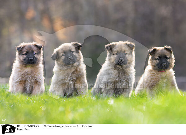 Harz Fox / JEG-02499