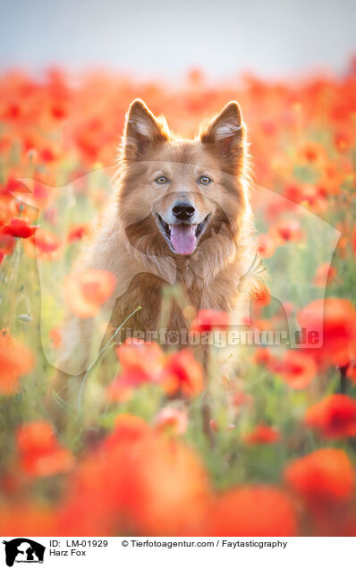 Harzer Fuchs / Harz Fox / LM-01929
