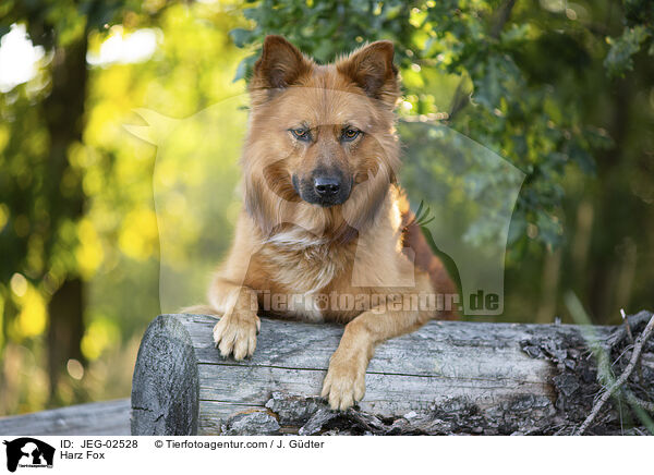 Harzer Fuchs / Harz Fox / JEG-02528