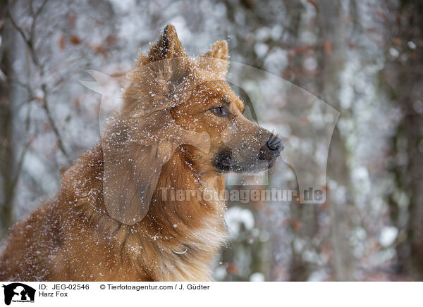 Harz Fox / JEG-02546