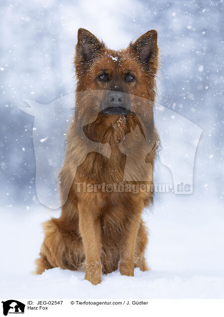 Harz Fox / JEG-02547
