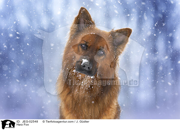 Harz Fox / JEG-02548