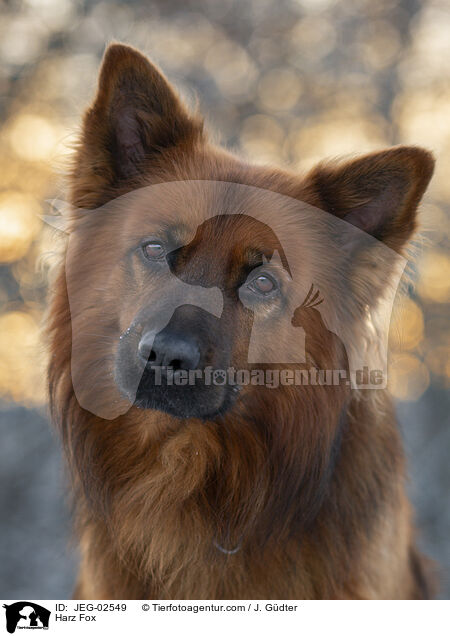 Harz Fox / JEG-02549