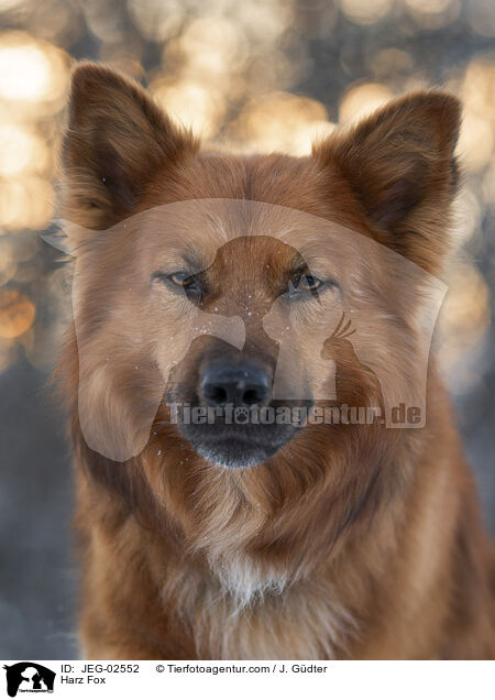Harz Fox / JEG-02552