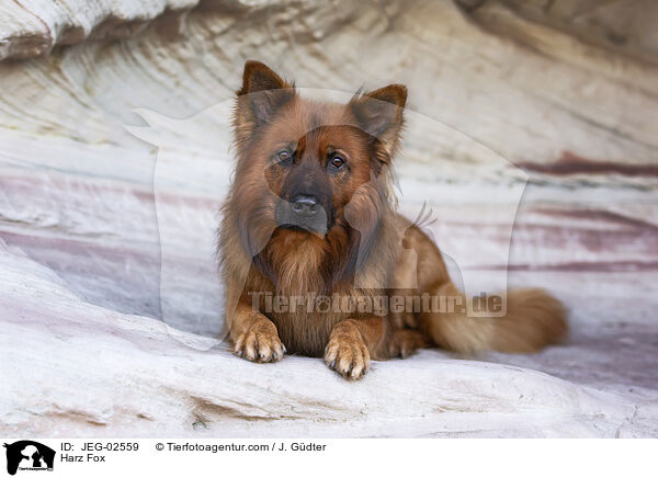 Harz Fox / JEG-02559